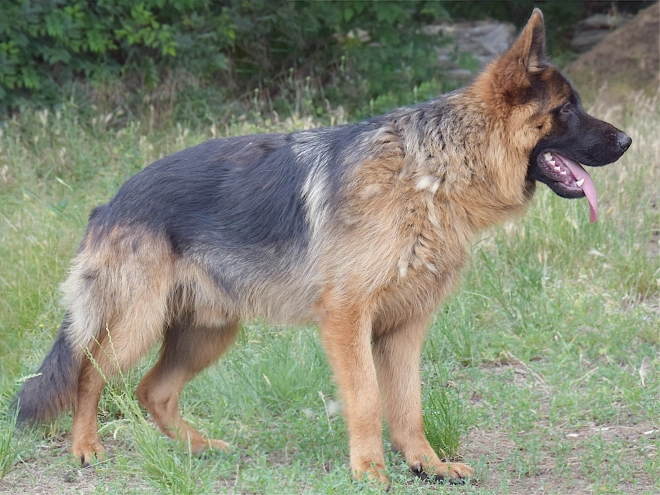 German Shepherd Dog puppy for sale