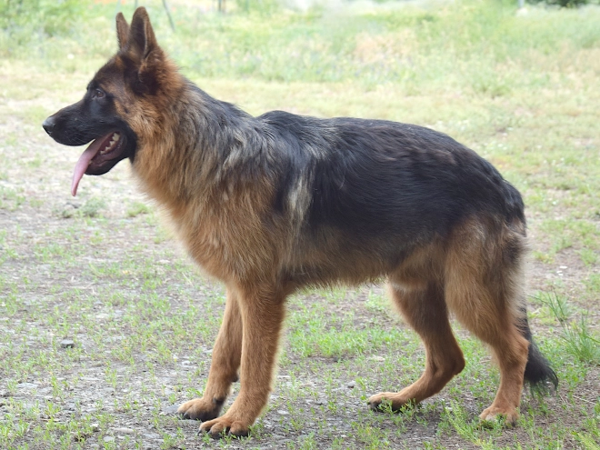German Shepherd Dog puppy for sale