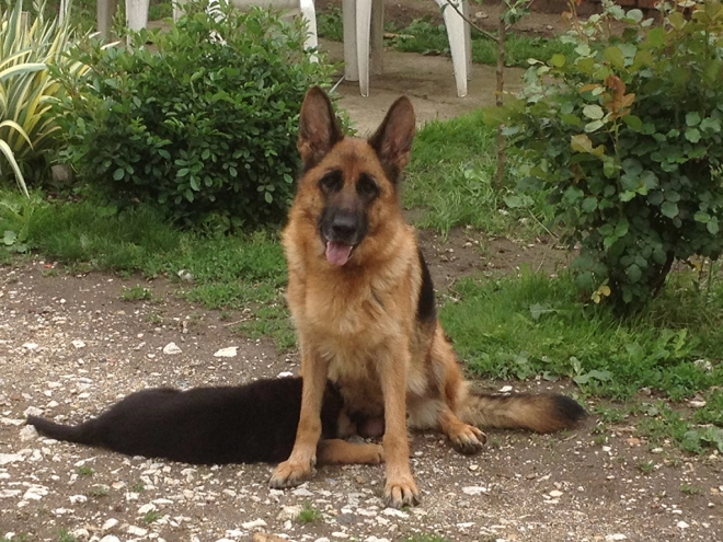 Deutscher Schäferhund Welpe kaufen