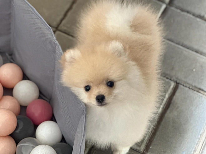 Pomeranian puppy for sale