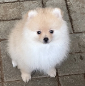 Pomeranian puppy for sale