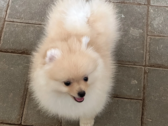 Pomeranian puppy for sale