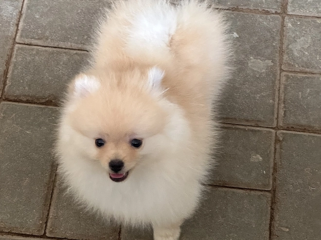 Pomeranian puppy for sale