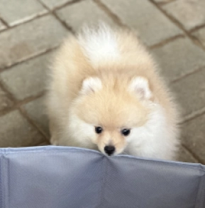Perros Pomerano en venta