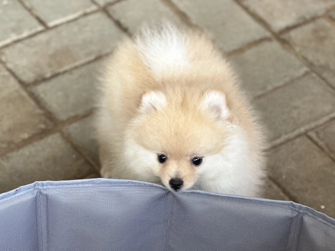 Pomeranian puppy for sale