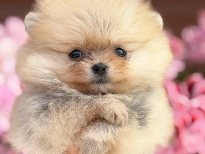Pomeranian puppy for sale
