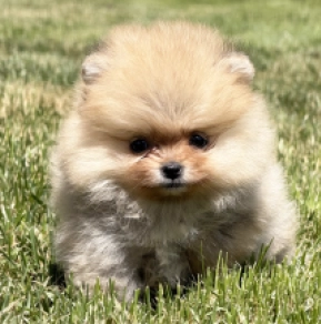 Pomeranian puppy for sale