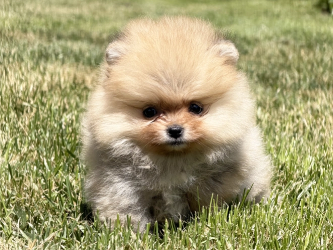 Pomeranian puppy for sale