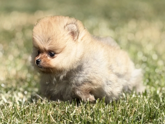 Pomeranian puppy for sale