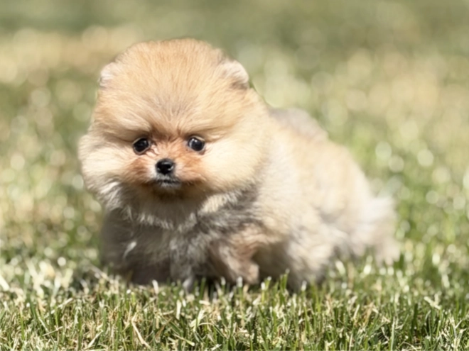 Pomeranian puppy for sale