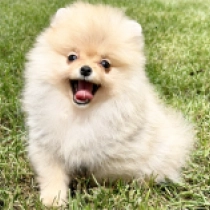 Poppy, orange Pomeranian for sale