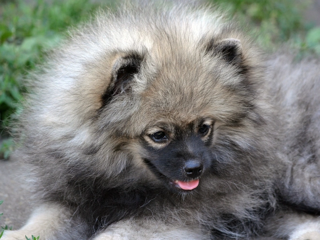 Perros Pomerano en venta