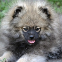 Scheherezade, wolf sable Pomeranian for sale