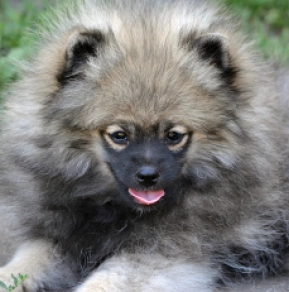 Perros Pomerano en venta