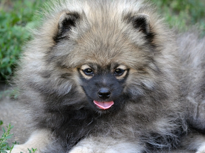 Perros Pomerano en venta