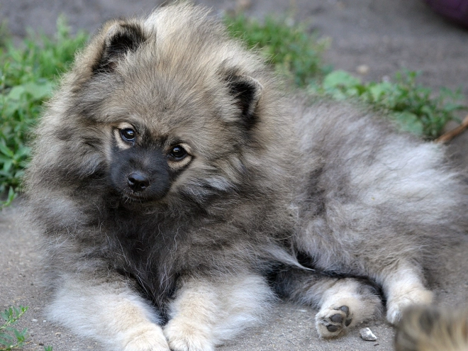 Perros Pomerano en venta