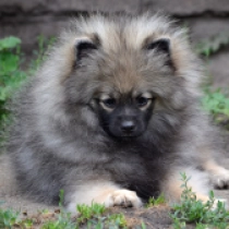Scheherezade, wolf sable Pomeranian for sale
