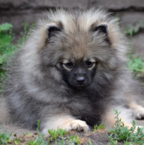 Perros Pomerano en venta