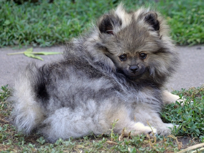 Pomeranian puppy for sale
