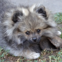 Sweetie Pie, wolf sable Pomeranian for sale