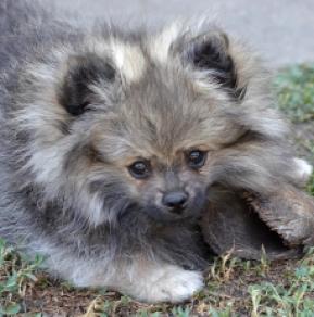 Perros Pomerano en venta