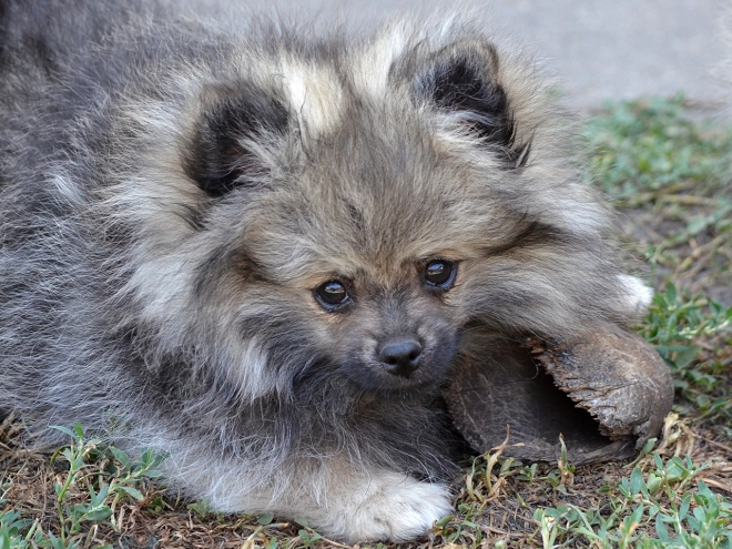 Pomeranian puppy for sale