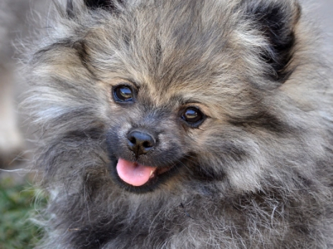 Pomeranian puppy for sale