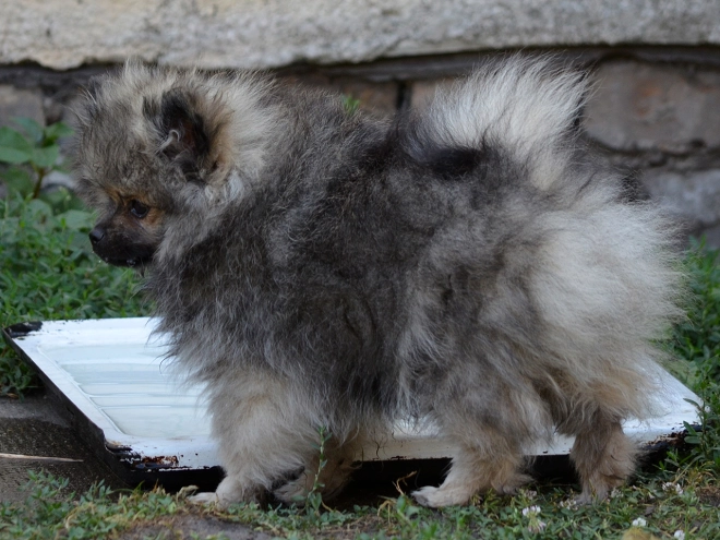 Pomeranian puppy for sale