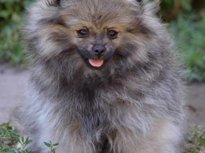 Pomeranian puppy for sale