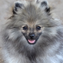 Sweetie Pie, wolf sable Pomeranian for sale