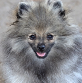 Perros Pomerano en venta