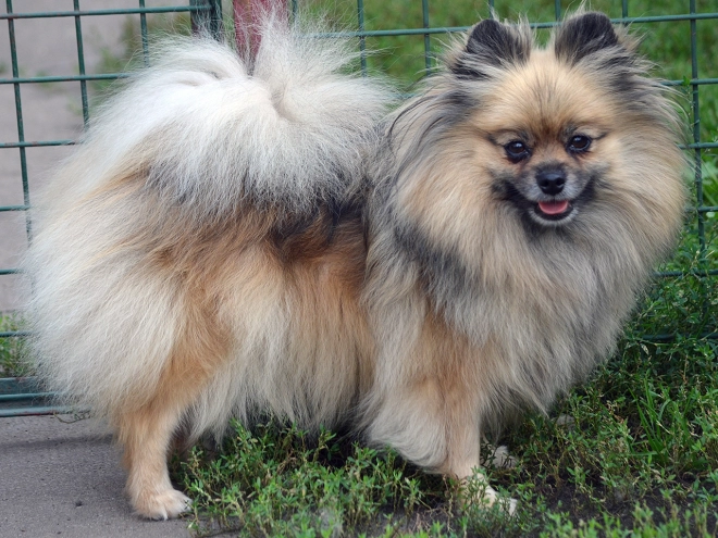 Pomeranian puppy for sale
