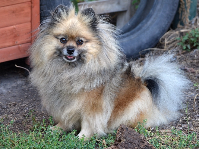 Pomeranian puppy for sale