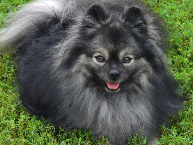 Pomeranian puppy for sale