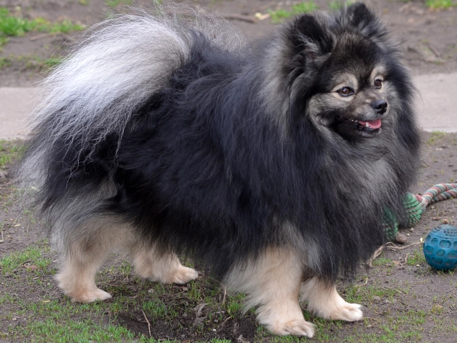 Pomeranian puppy for sale