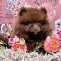 Khala, chocolate Pomerano en venta