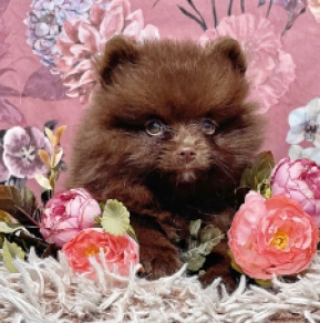 Pomeranian puppy for sale