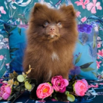 Khala, chocolate Pomeranian for sale