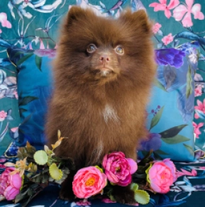 Perros Pomerano en venta