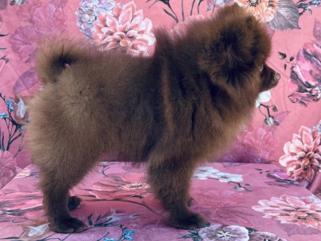 Deutscher Zwergspitz Welpe kaufen