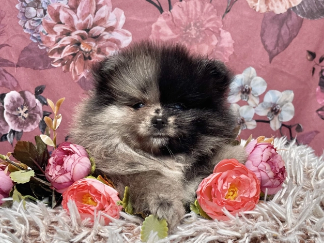Deutscher Zwergspitz Welpe kaufen