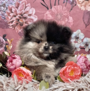 Pomeranian puppy for sale