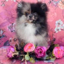 Khaleesi, blue merle Pomeranian for sale