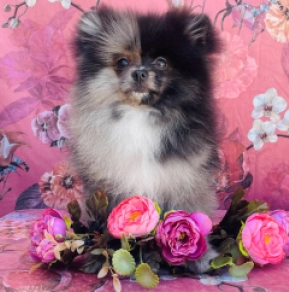 Perros Pomerano en venta