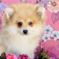 Koda, orange sable Pomeranian for sale