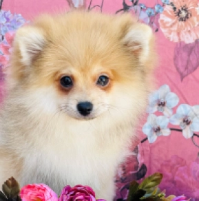 Perros Pomerano en venta