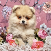 Koda, orange sable Pomerano en venta
