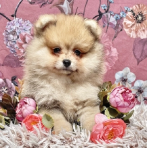 Pomeranian puppy for sale