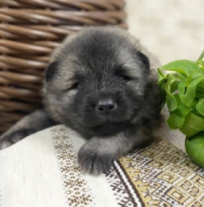 Pomeranian puppy for sale