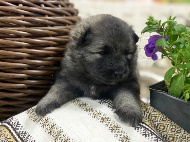 Perros Pomerano en venta